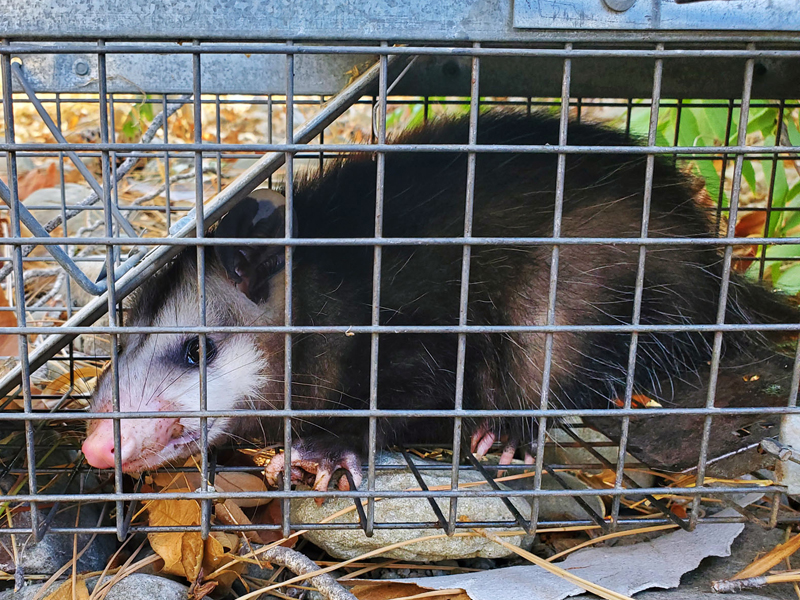 Opossum Trapping for the SF Bay Area Opossum Trapping